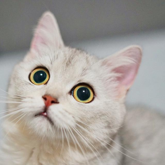Mengapa Kucing Suka Mengikuti Kita Ke Kamar Mandi Hot Liputan6 Com
