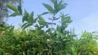 Aksi Konkret Penghijauan, 255 Bibit Pohon Diserahkan Peruri ke DLH Kabupaten Karawang