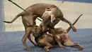 Dua vizsla Jerman bermain saat European Dog Show 2021 di Budapest, Hungaria, 28 Desember 2021. European Dog Show 2021 berlangsung pada 28-31 Desember. (ATTILA KISBENEDEK/AFP)