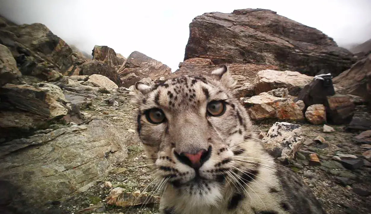 Seekor macan tutul salju tampak dalam foto inframerah tanpa tanggal yang diabadikan di Cagar Alam Nasional Gunung Qomolangma di Daerah Otonom Tibet, China barat daya. (Xinhua)