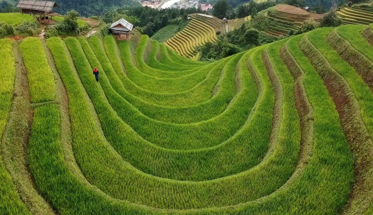 Foto udara menunjukkan sawah terasering di distrik Mu Cang Chai, Vietnam bagian utara pada 18 September 2020. Pesawahan terasering di Mu Cang Chai merupakan destinasi-destinasi wisata yang atraktif dan menyerap kedatangan  banyak wisatawan domestik dan mancanegara. (Manan VATSYAYANA/AFP)