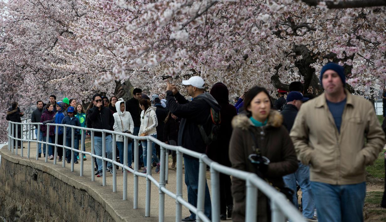 Warga berjalan di sekitar Tidal Basin untuk menikmati bunga sakura yang mulai mekar di Washington DC, AS (26/3). Selain Jepang, Washington memiliki kebun bunga sakura yang bersemi akhir Maret hingga Juni. (AFP Photo / Zach Gibson)