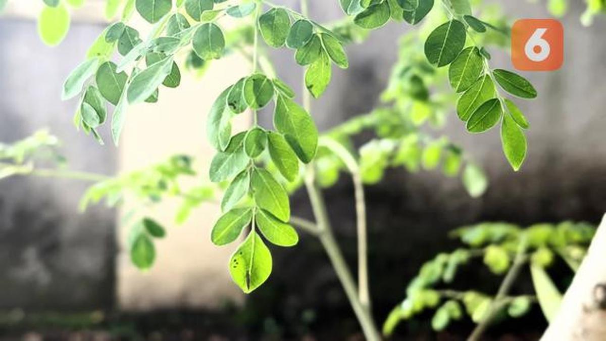10 Manfaat Daun Kelor Si Superfood yang Kaya Nutrisi dan Khasiat Medis