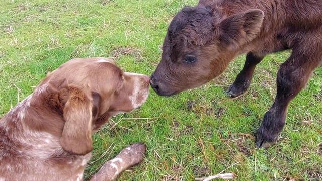 7 Potret Persahabatan Unik Hewan Beda Spesies Ini Bikin Gemas