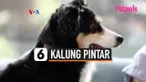 kalung pintar