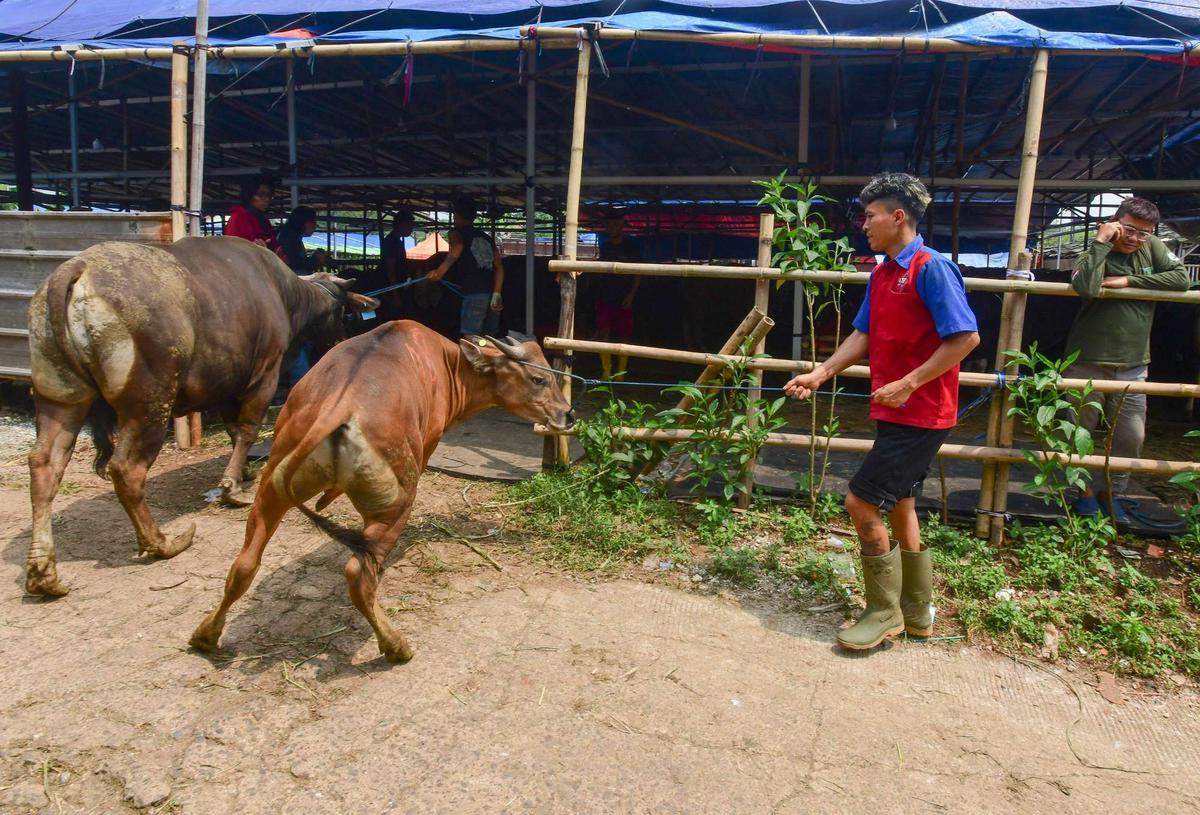 Pemeriksaan kesehatan hewan kurban jelang Iduladha