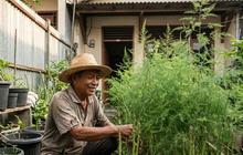 8 Cara Memperbanyak Tanaman Hias Asparagus, Panduan Praktis untuk Pemula di Rumah