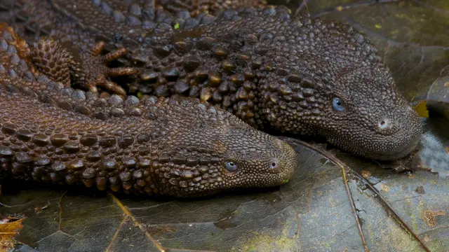 Biawak