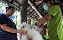 KPKP Jaksel Sukses Vaksinasi 1.255 HPR, Perkuat Jakarta Bebas Rabies