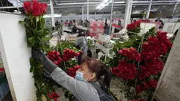 Seorang pekerja mengklasifikasikan mawar untuk dikirim menuju AS menjelang Hari Valentine, di perusahaan bunga Colibri di El Rosal, Kolombia, 25 Januari 2022. Kolombia menjadi salah satu negara terbesar penyuplai bunga di Hari Valentine. (AP Photo/Fernando Vergara)