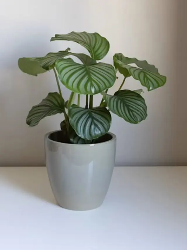 Calathea Orbifolia