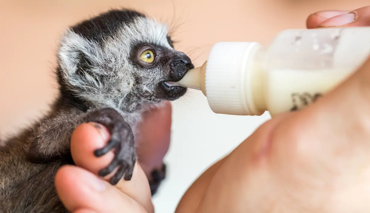 Seekor bayi lemur berekor cincin sedang diberi minum di Taman Hewan Affenwald Straussberg, Jerman, Rabu (3/5). Bayi lemur ini ditolak oleh ibunya. (Arifoto UG / dpa / AFP)