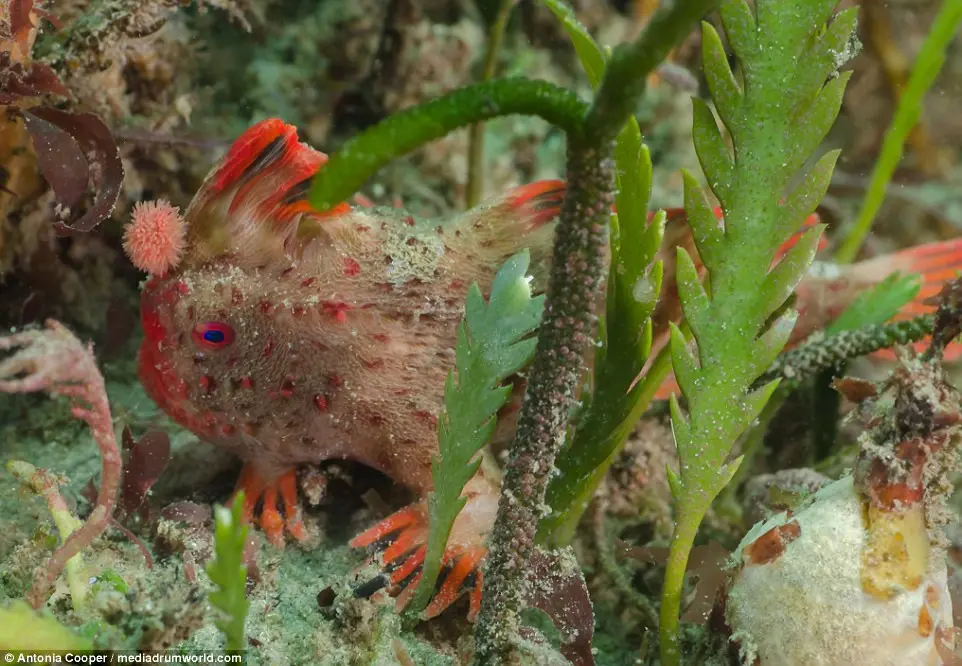 Penampakan ikan terlangka di dunia, red handfish. (Antonia Cooper/IMAS)