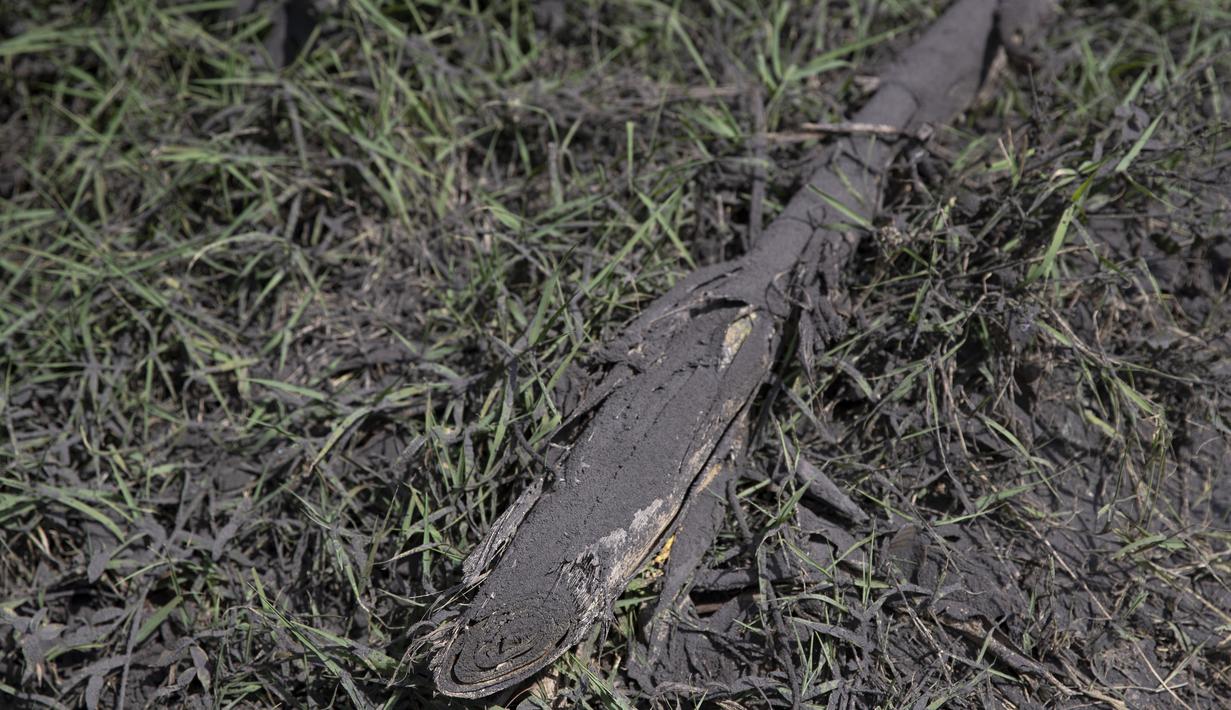 Sebuah pucuk tebu tertutup abu vulkanik saat terjadi letusan gunung Pacaya di San Francisco De Sales, Guatemala, Selasa (23/3/2021). Pergantian arah angin membuat abu yang berasal dari erupsi Gunung Pacaya menyelimuti Guatemala City. (AP Photo/Moises Castillo)