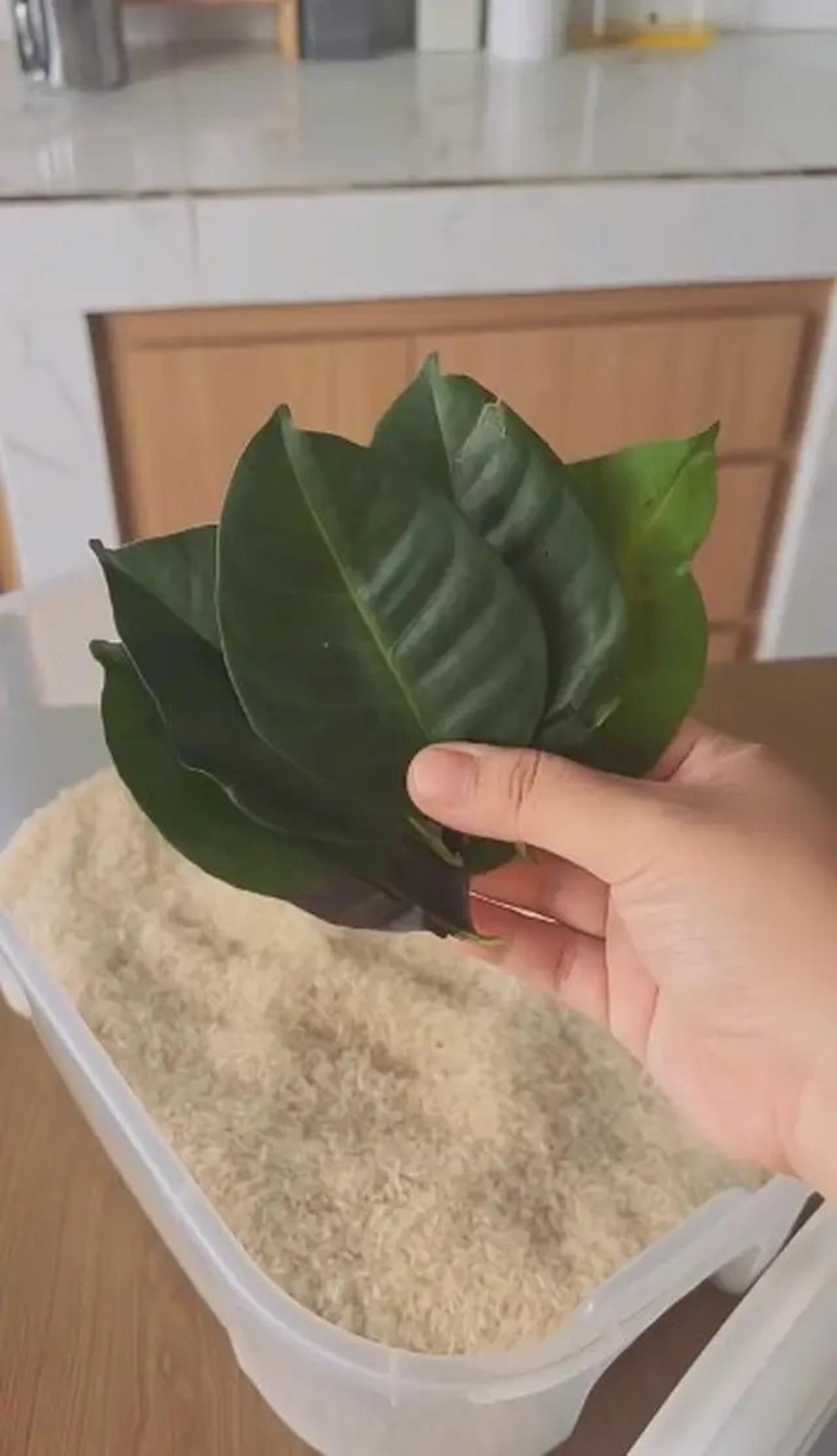 Cara Menyimpan Daun Jeruk Agar Tetap Awet dan Segar Hingga 3 Bulan