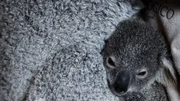 Seorang penjaga menggendong koala betina dewasa dengan bayinya yang berumur tujuh bulan di Kebun Binatang Lisbon, Lisbon, Portugal, 13 Februari 2020. Koala adalah sejenis hewan berkantung berasal dari Australia, memiliki waktu tidur sekitar 18 hingga 20 jam sehari. (PATRICIA DE MELO MOREIRA / AFP)