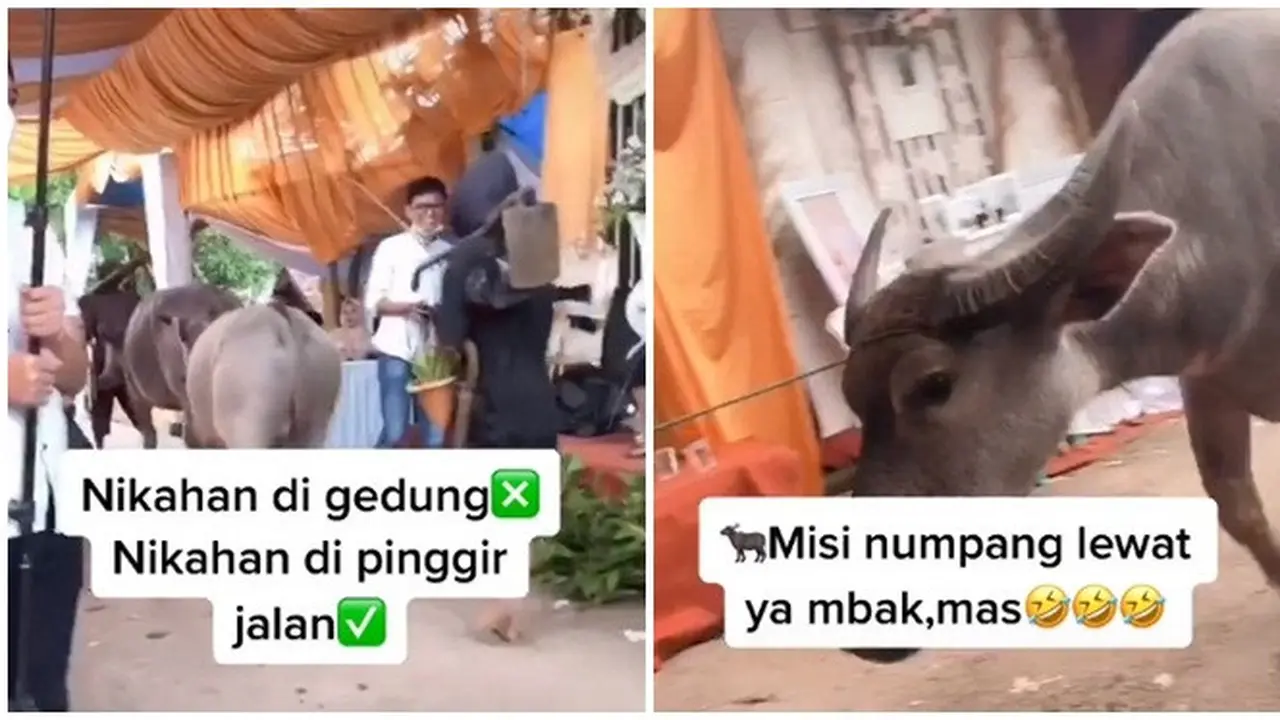 Video Kerbau Lewat Acara Respsi Pernikahan Ini Viral di Medsos, Santai Banget