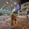 Mama Gina Selvina Kimbab Family Nonton Langsung Persib Menang di Seoul