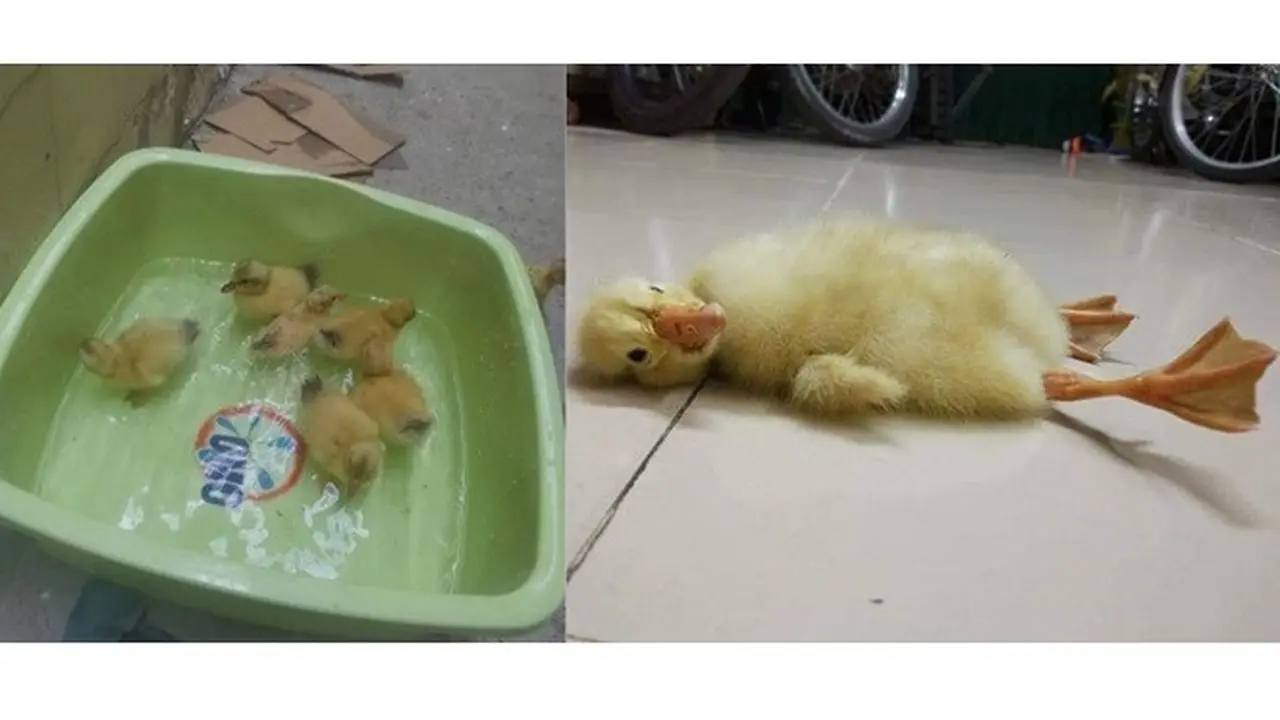 2 lusin telur bebek yang menetas