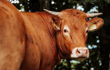 Bacaan Niat Berqurban untuk Diri Sendiri dan Keluarga, Jangan Sampai Salah