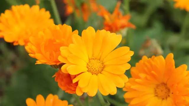 Bunga Calendula