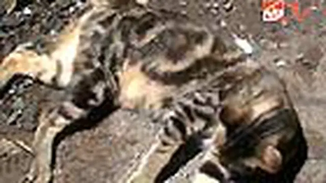 Kucing Milik Ninik Bertuliskan Huruf Arab