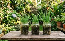 7 Tanaman yang Cepat Panen di Wadah Bekas Kecil, Solusi Berkebun Praktis di Rumah