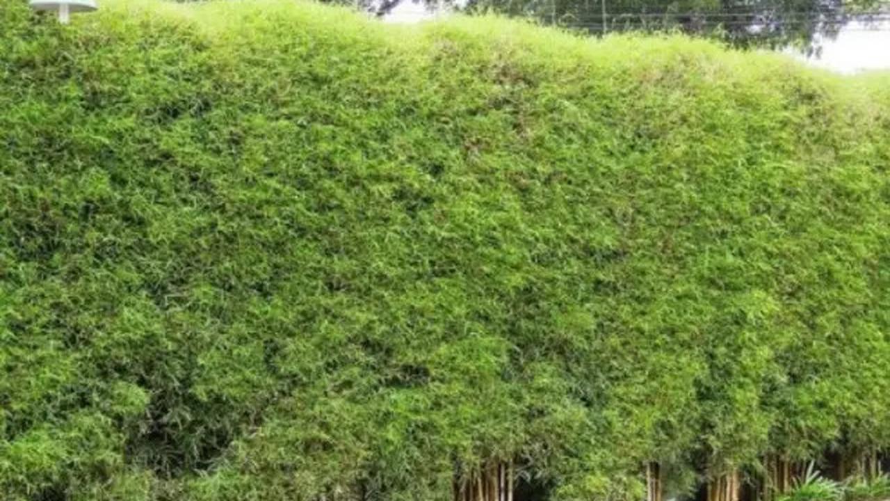 Tanaman yang Terlihat Indah tapi Bisa Mengundang Ular Masuk Rumah, Kenali Jenisnya Sebelum Terlambat