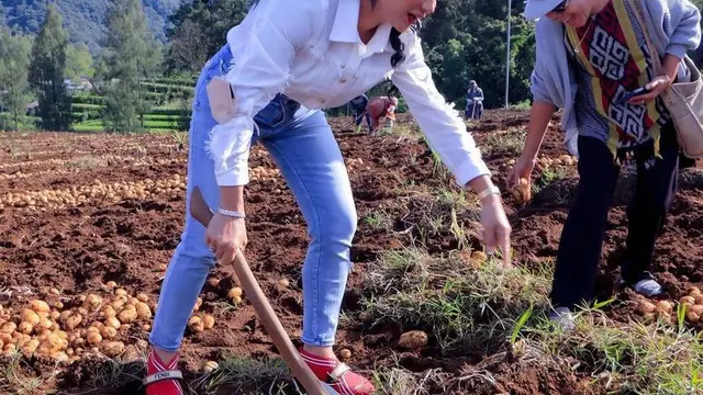Gaya Krisdayanti Panen Kentang di Malang Disorot, Pakai Sepatu Fendi Rp6,5 Juta