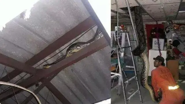 5 Potret Perjuangan Petugas Damkar Evakuasi Ular Masuk Rumah, Penuh Totalitas