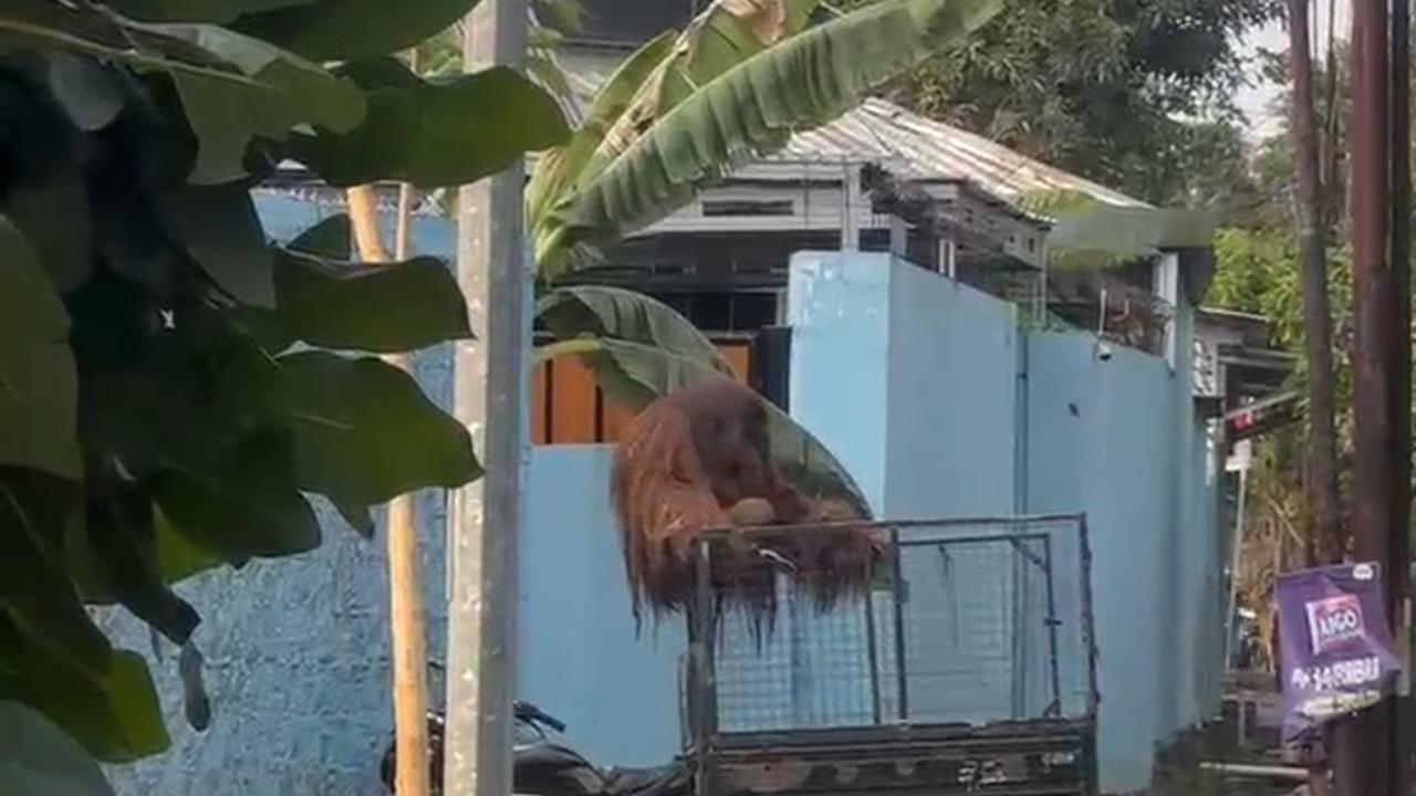 Orang Utan di Solo Safari Lepas