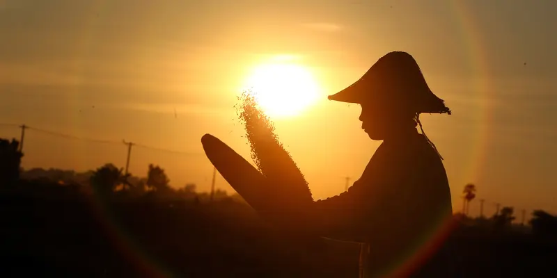 Potret Semangat Petani Padi Myanmar