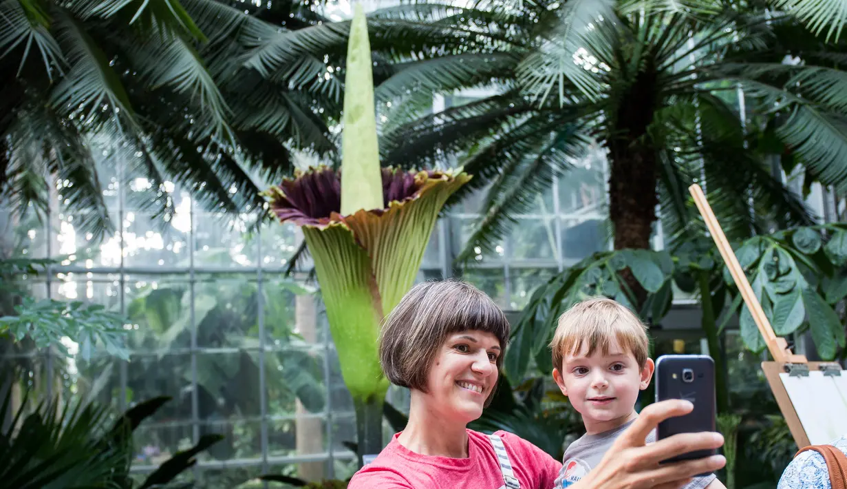 Allison Denny dan anaknya berfoto dengan latar belakang bunga bangkai raksasa Titan Arum di Botanic Garden, Washington, Amerika Serikat, Senin (2/8). Bunga bangkai raksasa dari Sumatera ini tak lama lagi akan mekar sempurna. (Zach GIBSON/AFP)