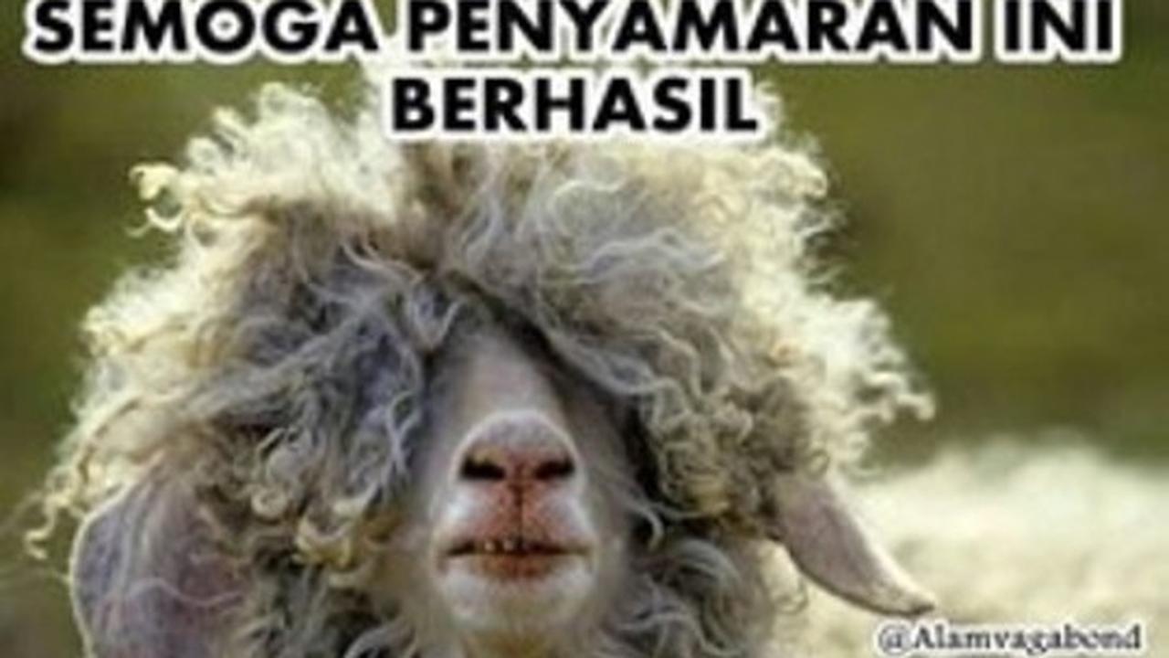Bikin ngakak, ini deretan meme kambing kurban saat Idul Adha
