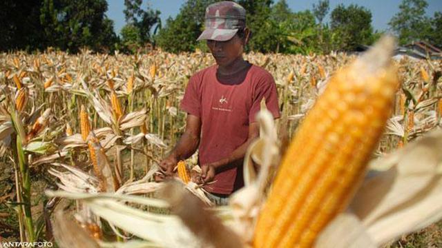 Lirik Lagu Menanam Jagung