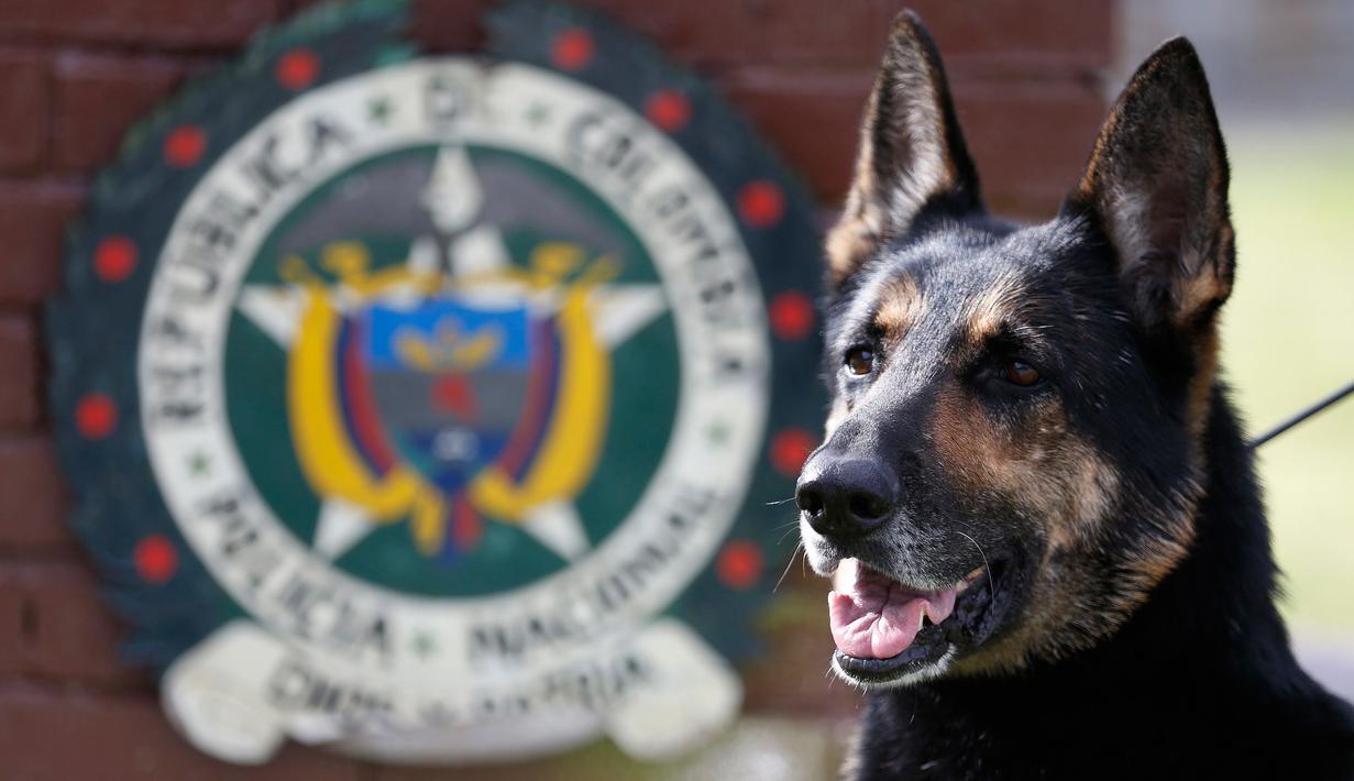 Anjing polisi ahli pengendus narkoba, Sombra berada di l uar kantor polisi di Bogota, Kolombia, 26 Juli 2018. Selain dipindahkan, kini Sombra juga didampingi beberapa polisi lainnya untuk meningkatkan keamanan dirinya. (AP/Fernando Vergara)