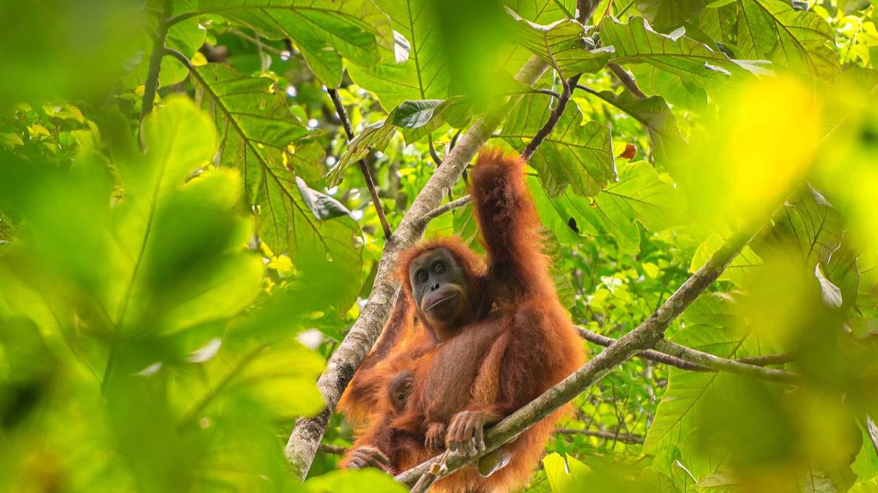 FOTO: Puluhan Orangutan Tapanuli Tewas Diterjang Longsor