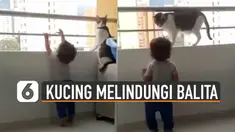 Kocak sekali aksi kucing ini melindungi balita yang sedang bermain di balkon.