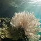  Pada 12 Juli lalu, CNN merilis sepuluh tempat diving terbaik di Asia. Hasilnya, empat di antaranya berada di Indonesia.