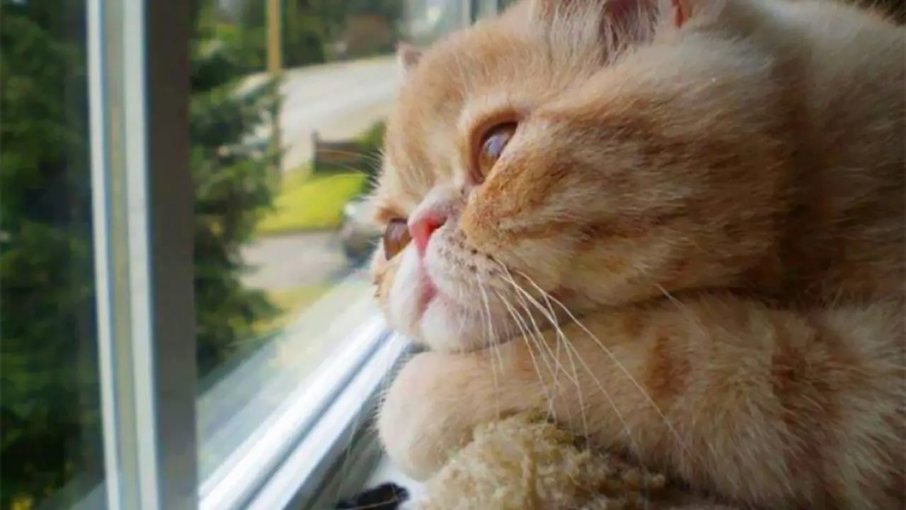 [Bintang] Nggak Cuma Manusia, Kucing Juga Bisa Murung Jika Sedang Kangen