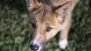Seekor anjing dingo bernama Wandi di Yayasan Dingo Australia, dekat Melbourne, Rabu (6/11/2019). Sempat dikira rubah atau seekor anjing, hasil tes DNA menunjukkan Wandi adalah seekor dingo yang merupakan 100% penduduk asli dataran tinggi Victoria. (Shari TRIMBLE/Australian Dingo Foundation/AFP)