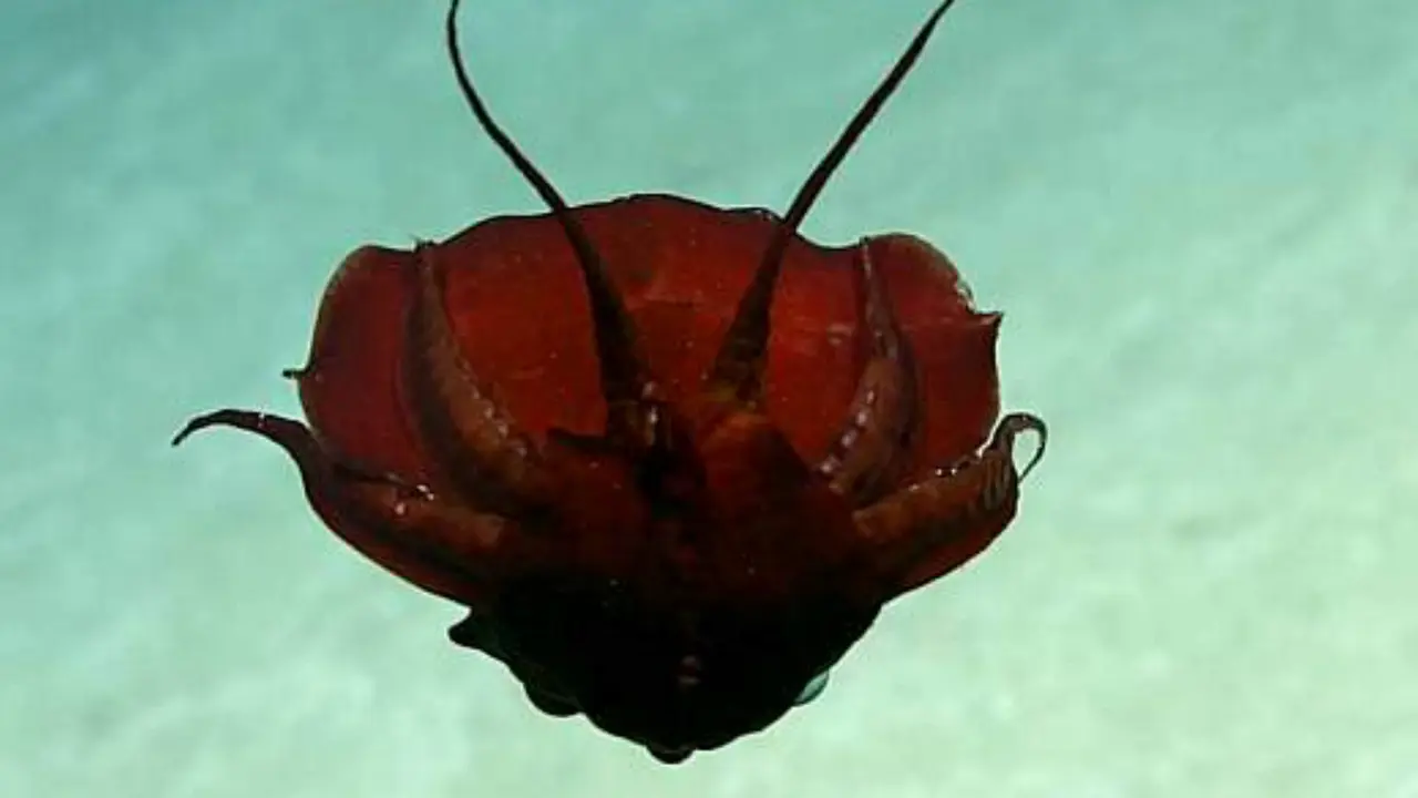 Cumi-cumi misterius berwarna merah darah. (NOAA)