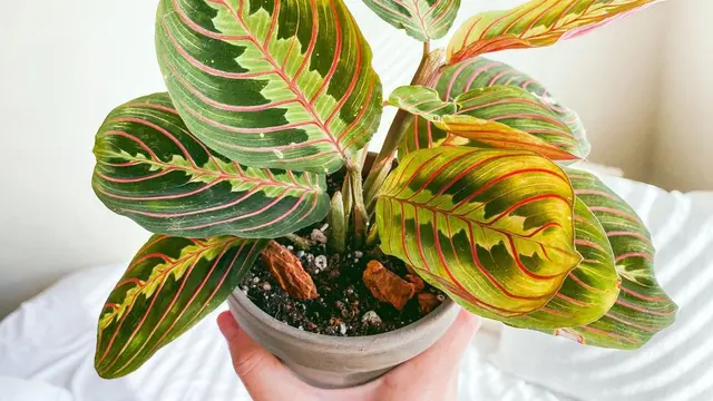 Maranta Merah
