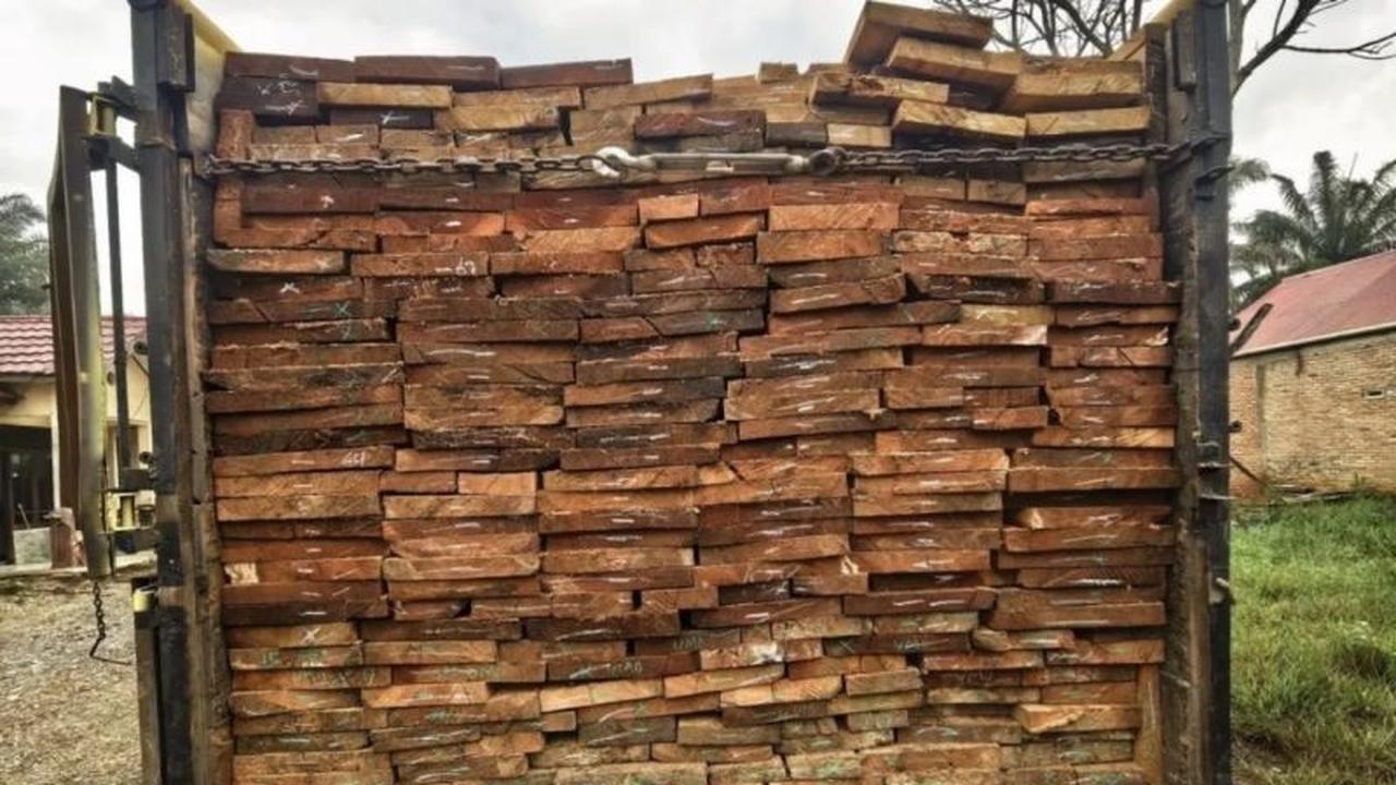 Polda Riau Tangkap Dua Tersangka Perambah Hutan, Sita 10 Kubik Kayu Olahan Ilegal