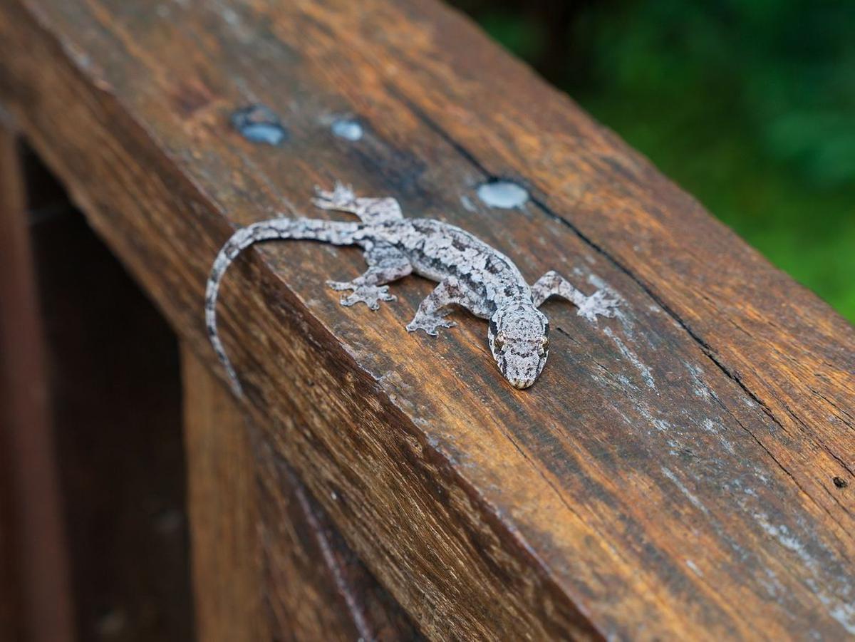 3. Kejatuhan cicak di tangan