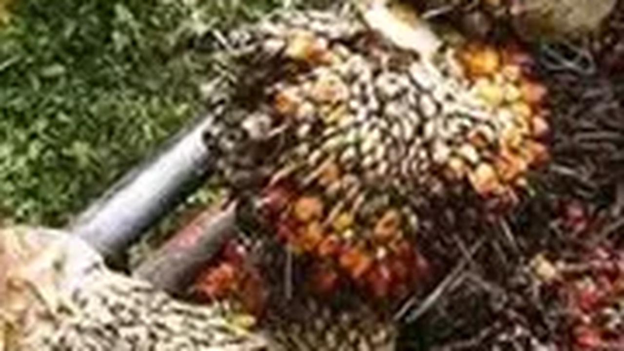 Pengusaha Kecewa Kinerja Industri Sawit Menurun Tahun Ini