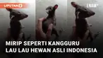 Hewan mirip kangguru ada di Indonesia viral di media sosial