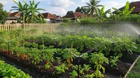 Cara Bikin Sprinkler Mini untuk Kebun Sayur di Rumah, Hemat Air dan Praktis