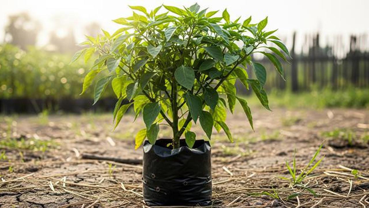 Kenapa Cabai di Polybag Hanya Rimbun Daun Tapi Tidak Berbuah? Ini 5 'Dosa Tanam' yang Sering Dilakukan