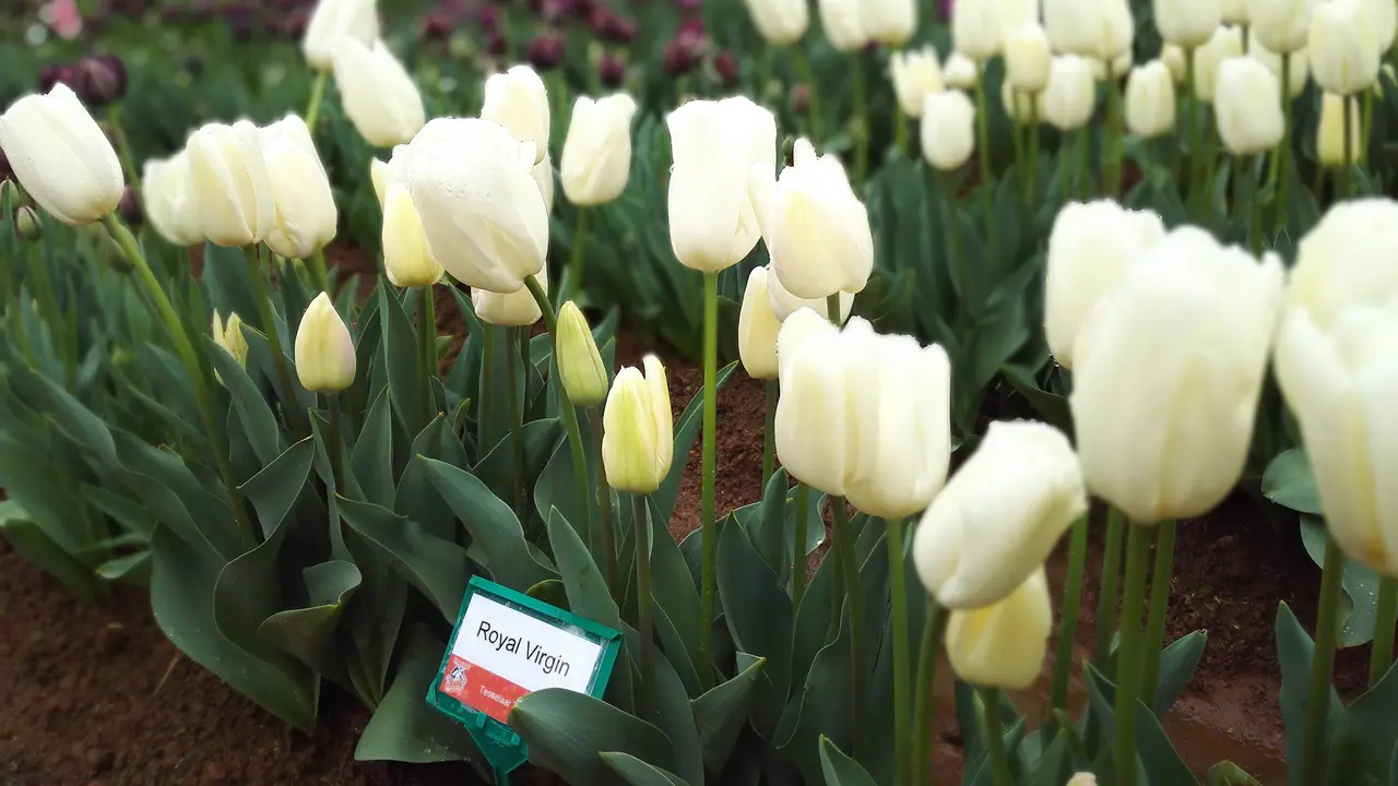 Bunga tulip di kebun Tesselaar di Silvan, Victoria, Australia. (Liputan6.com/Tanti Yulianingsih)